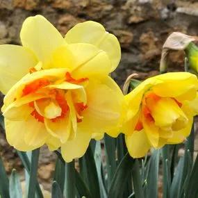 Tahiti Daffodil (Narcissus Tahiti) Img 5